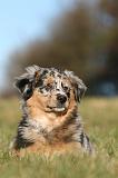 BERGER AUSTRALIEN PUPPIES 774
